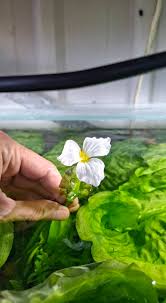 Image result for Ottelia kunenensis