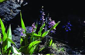 Image result for Eulophia guineensis