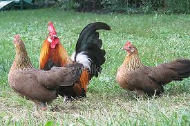 Bantams are small chickens, a perfect size for young kids to show. 10 Rare Dutch Bantam Chicken Fertile Hatching Eggs Gorgeous Light Brown Variety 4 99 Picclick