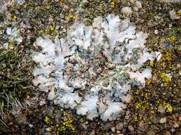 Image result for Oncocalyx bolusii