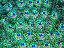 Check spelling or type a new query. 48 Peacock Wallpaper Borders On Wallpapersafari