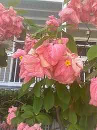 Image result for Mussaenda rivularis