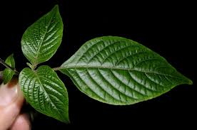 Image result for Isoglossa vulcanicola