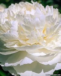 Flowers and garden ideas : 1000 Ideas About White Flowers On Pinterest Pink Flowers 1000 Beautiful Flowers White Flowers Flower Garden