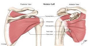 The supraspinatus muscle originates from the superior fossa of the shoulder blade and has its insertion at the greater trochanter of the humerus. Treatment Of Rotator Cuff Injuries West Suburban Pain Relief