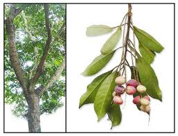 Image result for Terminalia mollis