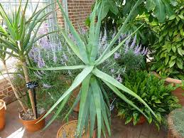 Image result for Aloe carnea