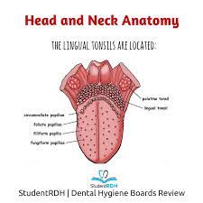 Webmd's tonsils anatomy page provides a detailed picture and definition of the tonsils. Q Where Are The Lingual Tonsils Located Studentrdh Blog