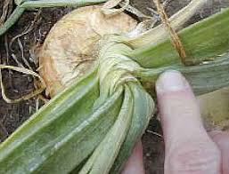 Image result for Onion Thrips