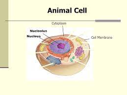 Check spelling or type a new query. Biology 12 Cell Structure And Function Review Section 7 2 Figure 7 5 Plant And Animal Cells Go To Section Animal Cell Nucleus Nucleolus Cell Membrane Ppt Download