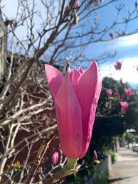 Check spelling or type a new query. Flowers Blog Nick Fabbri