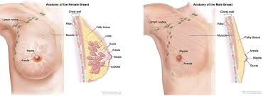 Read all information of breast cancer symptoms, treatments, causes, tests breast cancer is the uncontrolled malignant growth of cells in the breast tissue. Lymph Nodes And Breast Cancer