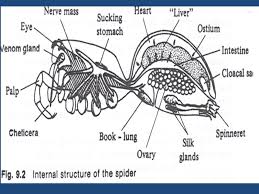 Connect it to your bounding box Phylum Arthropoda Anatomy Of The Spider And Grasshopper Ppt Download