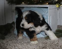 Maybe you would like to learn more about one of these? Janelle F1 Mini Bernedoodle Puppy For Sale In Millersburg Oh Happy Valentines Day Happyvalentinesday2016i