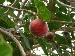 Image result for Ficus sycomorus