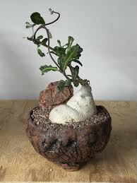 Image result for Raphionacme