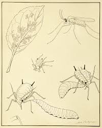 Image result for Crotalaria prolongata