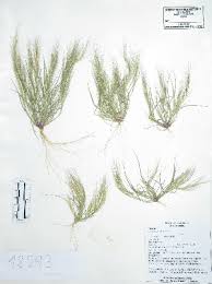 Image result for Aristida scabrivalvis