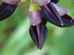 Image result for Mucuna glabrialata