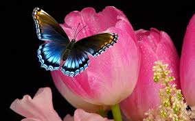 Resultado de imagen de Tulipan flores