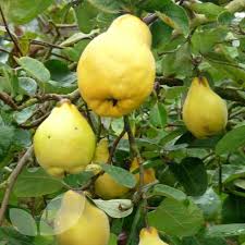 Quince Membrillo Garden Trees Types Of Fruit House Plants Indoor