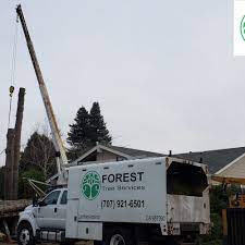 Day tree service inc300 w robles ave, santa rosa, ca 95407. Professional Tree Care Services Forest Tree Services