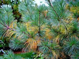 These plants may often be a better solution than attempting to adjust the soil to a higher ph, particularly where the native soil condition is by nature acidic. Do Pine Needles Acidify Soil Garden Myths