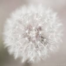 Summer Whites Dandelion Wish Dandelion Pure Products