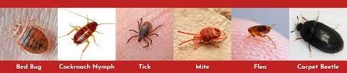 This treatment works by destroying the cells of the. Bed Bug Solutions Preferred Pest Control