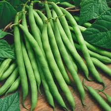 Green beans are several inches long and either round or flattened in shape. Provider Bush Beans Green Bean Seed Everwilde Farms