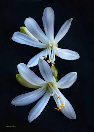 Image result for Dissotis melleri