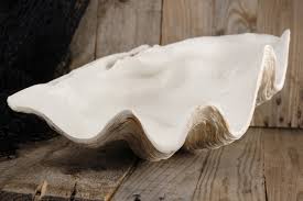 See more ideas about clam shell, clamshell, clams. Ballard Designs Giant Clam Shell Decor Look Alikes