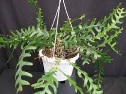 The best soil for cactus shouldn't be moist all the time or root rot will occur and ruin your cactus plant. Cryptocereus Anthonyanus Ric Rac Cactus