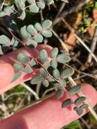 Image result for Pellaea angulosa