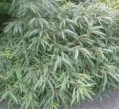 Image result for Myricaceae