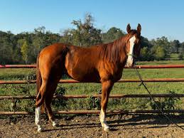 𝐒𝐓𝐀𝐓𝐔𝐒...