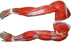Muscle diagrams are a great way to get an overview of all of the muscles within a body region. Ap 1 Classroom Models
