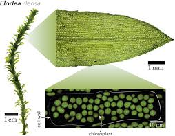 Image result for Elodea