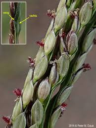 Image result for Digitaria minoriflora