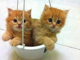 Jangan lupa like comment dan share ♥. Gambar Kucing Comel Di Dunia Page 1 Line 17qq Com