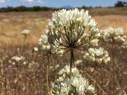 Image result for Tricalysia verdcourtiana