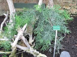Image result for Afrocarpus falcatus