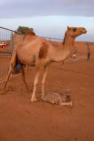 Camel isolated, funny camel, desert, camel ride, camel desert, bactrian camel, riding camel, dubai camel, camel riding, camel race. File Camelmomandbaby Jpg Wikimedia Commons