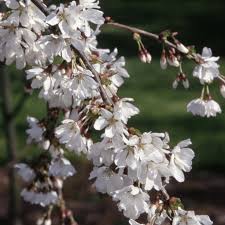 We did not find results for: Prunus Snow Showers Trees Weeping Fuji Flowering Cherry Tree