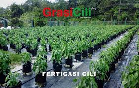 Kelebihan tanaman cili secara fertigasi antaranya lebih produktif, produk berkualiti tinggi, tiada penyakit bawaan tanah, kurang kos operasi. Grasicili Plt Fertigasi Cili Kelebihan Penanaman Cili Facebook