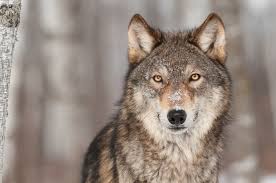 Check spelling or type a new query. Ø§ÙØ¶Ù„ Ø®Ù„ÙÙŠØ§Øª Ø§Ù„Ø°Ø¦Ø¨ Ø§Ø±ÙˆØ¹ ØµÙˆØ± Ø§Ù„Ø°Ø¦Ø§Ø¨ Ù„Ù„ÙÙˆØªÙˆØ´ÙˆØ¨ 2021 Wolf Wallpapers ØµÙ‚ÙˆØ± Ø§Ù„Ø¥Ø¨Ø¯Ø¢Ø¹