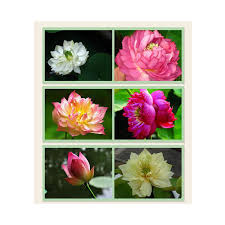 Comanda acum acest superb ghiveci de crini pentru a face fericit pe cineva drag. 20buc Bag Plante Hidroponice Bonsai Flori Ghiveci ApÄƒ Crini Lotus SeminÅ£e Familia Gradina Plantare CumpÄƒraÈ›i Cu PreÈ›uri Reduse Din Magazinul Online Joom