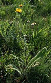 Image result for Berkheya setifera