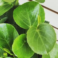 Image result for Cissus