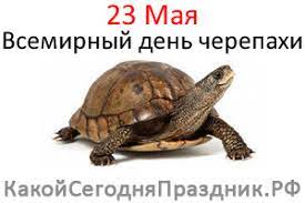 Кроме того, в этот день в 1988 году мишель платини попрощался с большим футболом, а в 1994 году фильм квентина тарантино криминальное чтиво завоевал золотую пальмовую ветвь в каннах. Vsemirnyj Den Cherepahi World Turtle Day 23 Maya Kakoj Segodnya Prazdnik Rf
